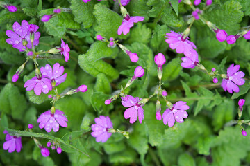 The world of flowering plants