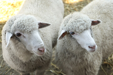 Naklejka na ściany i meble Cute funny sheep on farm. Animal husbandry