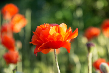 Beautiful red poppies in the field spring day