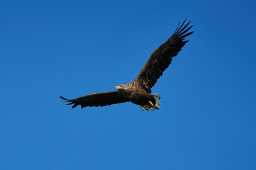 European white-tailed eagle flies with widely spread wings in a blue sky