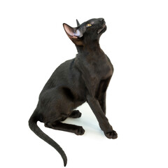Black purebred oriental cat little kitten isolated on white background