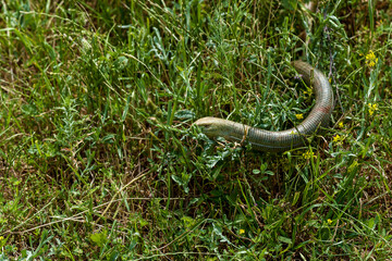 lizard Ophisaurus apodus