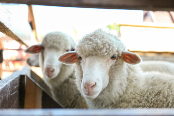 Cute funny sheep near fence on farm. Animal husbandry