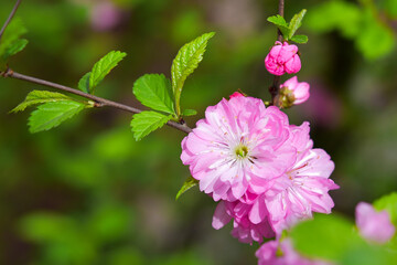 The world of flowering plants