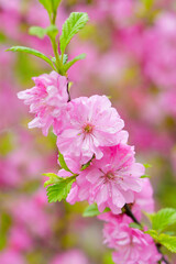 The world of flowering plants