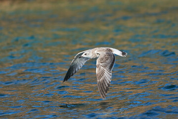 white-gray seagull flying low over water