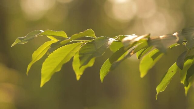 Leaves of a tree swaying with the wind under the sun. Ash-tree