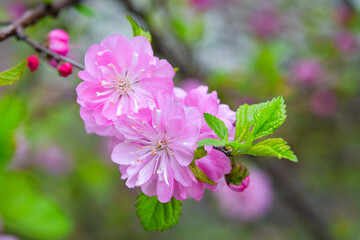 The world of flowering plants