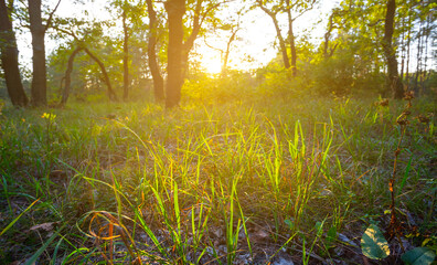 beautiful forest glade at the sunset, natural outdoor background