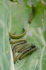 caterpillars on a cabbage leaf