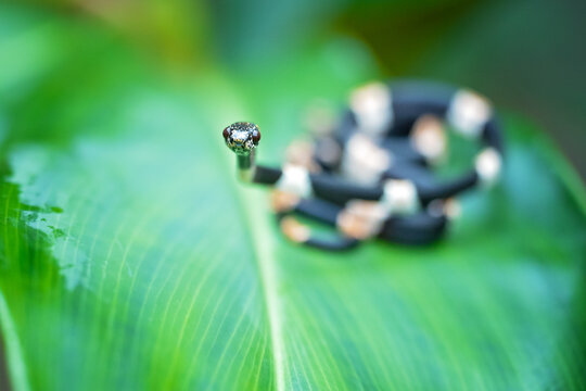 Snail-eating snake, any of several members of the Old World subfamily Pareinae and of the New World subfamily Dipsadinae, family Colubridae. 