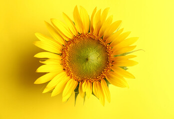 Obraz premium Beautiful bright sunflower on yellow background, top view