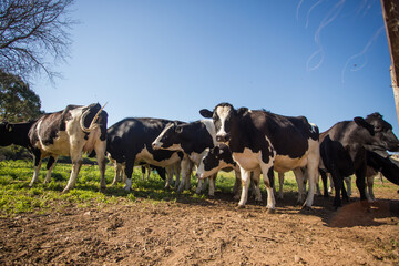 Close up wide-angle image of a herd of Friesland cows in a meadow on a dairy farm