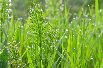 macroworld of insects and plants