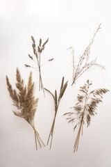 Various dried flowers on a light pink background top view. Dry autumn spikelets