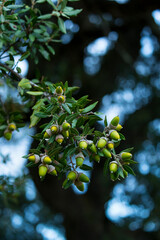 Centennial holm oak in the Roman Church of Santa Maria de Bareyo, Bareyo, Bareyo Municipality, Cantabria, Cantabrian Sea, Spain, Europe