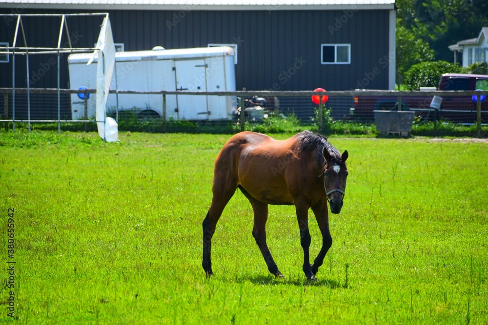 Wall mural brown horse in a farm