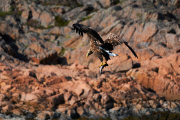 European white tailed eagle flies with a fish in its talents