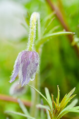 The world of flowering plants