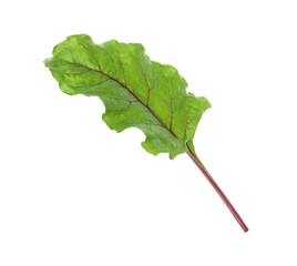Fototapeta premium Green leaf of beet on white background