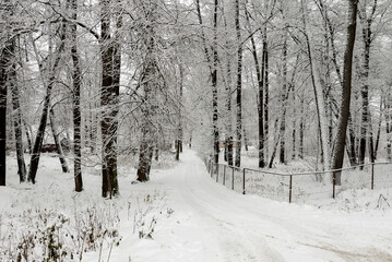 snow covered road