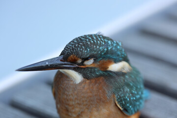 Gesicht eines sitzenden Einsvogels