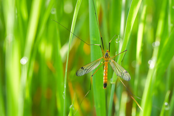 macroworld of insects and plants