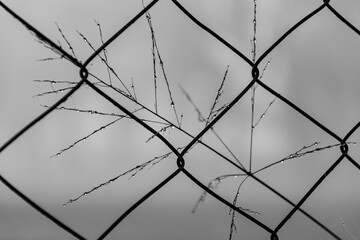 Security fence on a cloudy foggy day. Rain droplets on plants.