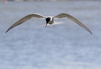 seagull in the sky
