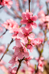 Peach blossoms blooming in the spring garden, China