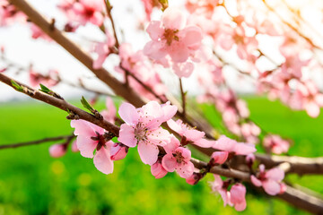Fototapeta na wymiar Peach blossoms blooming in the spring garden, China