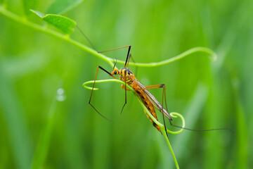 macroworld of insects and plants