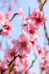 Peach blossoms blooming in the spring garden, China