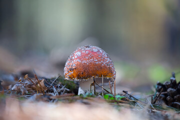 closeup red fluagaric mushroom in a forest