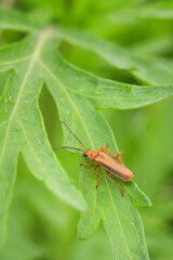 macroworld of insects and plants