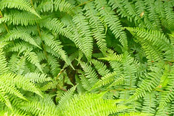 Fern leaves in Isabella Plantation in London