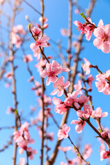 Peach blossoms blooming in the spring garden, China