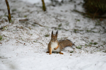 squirrel on the ground