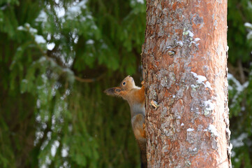 squirrel on a tree