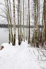 Fototapeta premium winter forest in the snow on the lake background