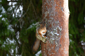 squirrel on a tree