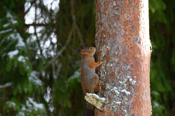 squirrel on a tree