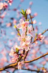 Peach blossoms blooming in the spring garden, China