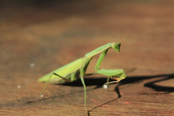 mantis insect in nature close up