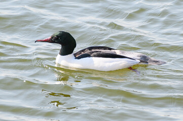 duck in the water