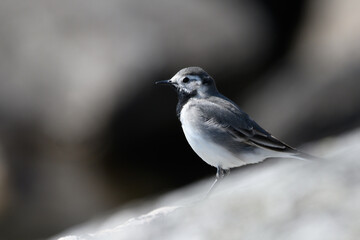 wagtail