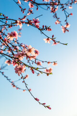 Peach blossoms blooming in the spring garden, China