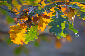 closeup oak tree branch in a forest with varicoloured dry leaves, beautiful autumn outdoor background