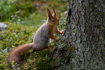 squirrel in the park