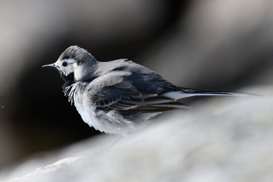 Wagtail